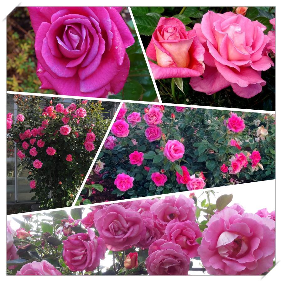 PARFUM ROYAL CLIMBING róże pnące